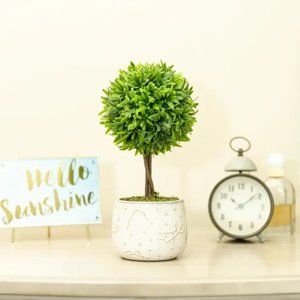 Faux 10" Boxwood Tree in Ceramic Constellation Planter----GORGEOUS!!